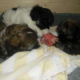 Welpe, Ella, Keks, Arthur ANTON