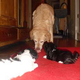 Emilie, Welpe, Ella, Adele