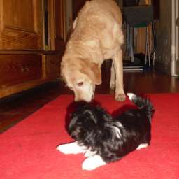 Emilie, Welpe, Adele