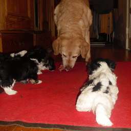 Emilie, Welpe, Ella, Smilla, Adele