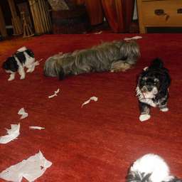 Wilma, Welpe, Smilla, Carlos