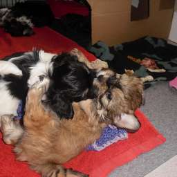 Welpe, Smilla, Anton