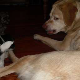 Emilie, Welpe, Smilla