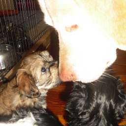 Emilie, Welpe, Smilla, Adele, Anton