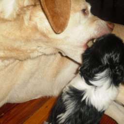 Emilie, Welpe, Smilla