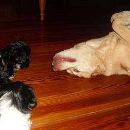 Emilie, Welpe, Smilla, Adele