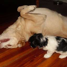 Emilie, Welpe, Smilla