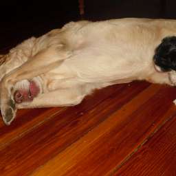 Emilie, Welpe, Smilla