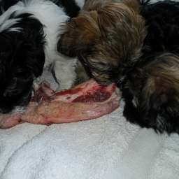 Welpe, Smilla, Keks, Arthur ANTON