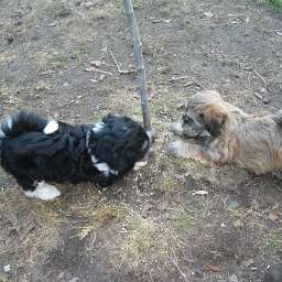 Welpe, Carlos, Anton