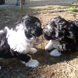 Welpe, Smilla, Adele