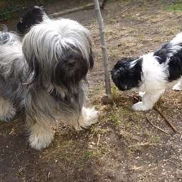 Wilma, Welpe, Smilla