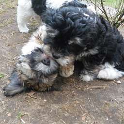 Welpe, Carlos, Arthur ANTON