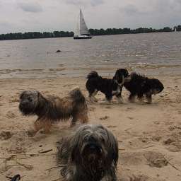Wilma, Carlos, Keks, Adele