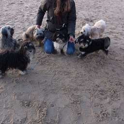 Wilma, Emilie, Ella, Carlos, Keks, Adele, Anton