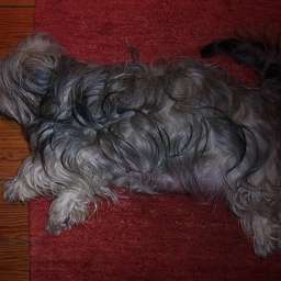 Wilma