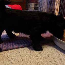 B-Wurf, Billy-Brösel