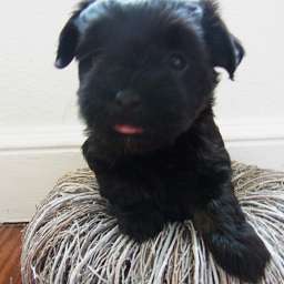 B-Wurf, Billy-Brösel