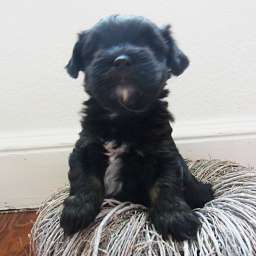 B-Wurf, Benjamin-Bonsai