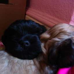 B-Wurf, Billy-Brösel, Berti-Brezel