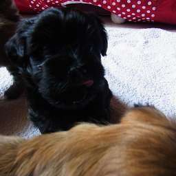 B-Wurf, Billy-Brösel