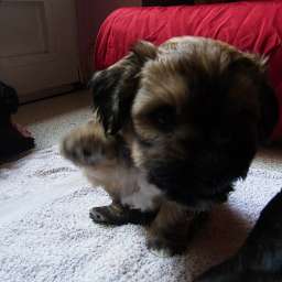 B-Wurf, Berti-Brezel