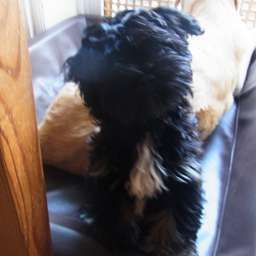 Bruno