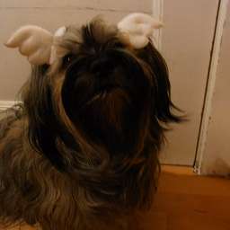 Wilma