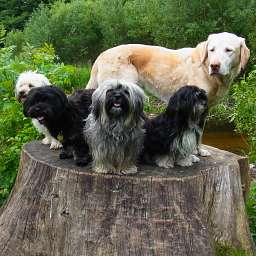 Wilma, Emilie, Adele, Berti-Brezel, Benjamin-Bonsai