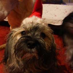 Wilma