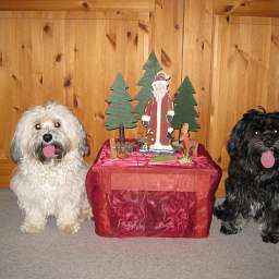Berti-Brezel, Benjamin-Bonsai
