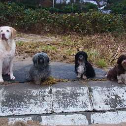 Wilma, Emilie, Adele, Oskar