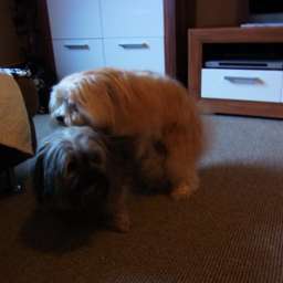 Wilma, Artos of Nordic Nature