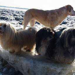 Wilma, Emilie, Adele, Artos of Nordic Nature