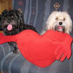 Berti-Brezel, Benjamin-Bonsai