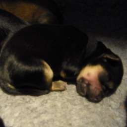 Clara, C-Wurf, Carla