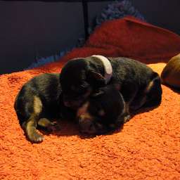 C-Wurf, Clara, Carla