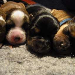 C-Wurf, Cäthe, Carla, Carl