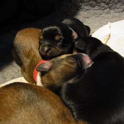 C-Wurf, Cäthe, Clara