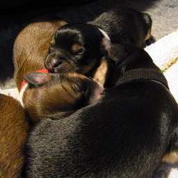 C-Wurf, Cäthe, Clara, Carla