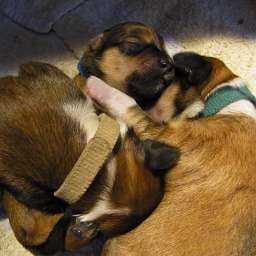 C-Wurf, Caruso, Carl