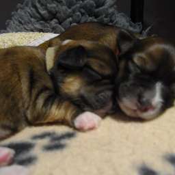 C-Wurf, Caruso, Cäthe