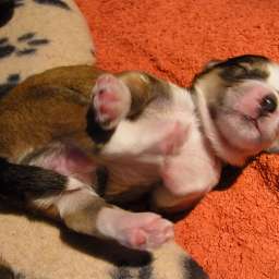 C-Wurf, Casimir Paul