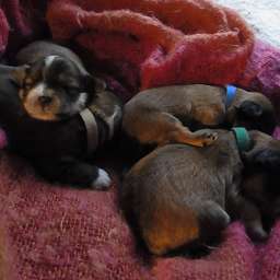 C-Wurf, Clara, Carl, Cornelius, Casimir Paul