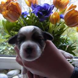 C-Wurf, Casimir Paul