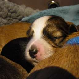 C-Wurf, Casimir Paul