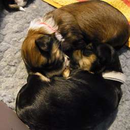 Cäthe, Clara, C-Wurf