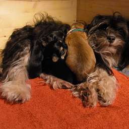 Adele, C-Wurf, Clara, Paul, Amy