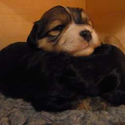 C-Wurf, Clara, Cornelius