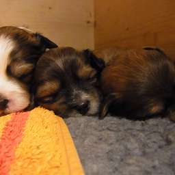 C-Wurf, Caruso, Carl, Paul